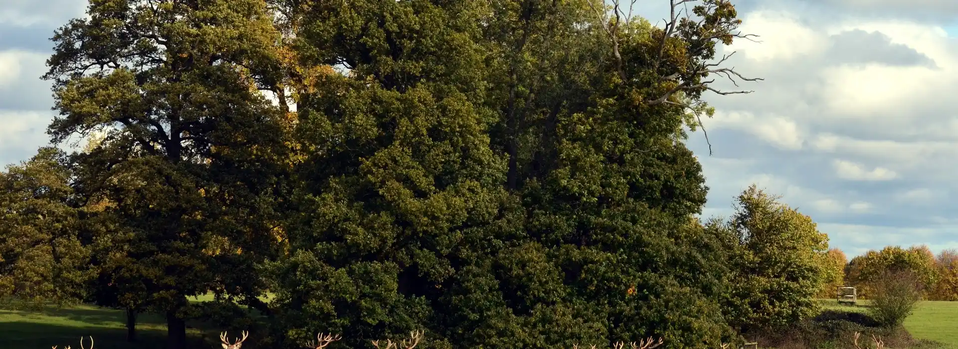 Campsites in Knebworth