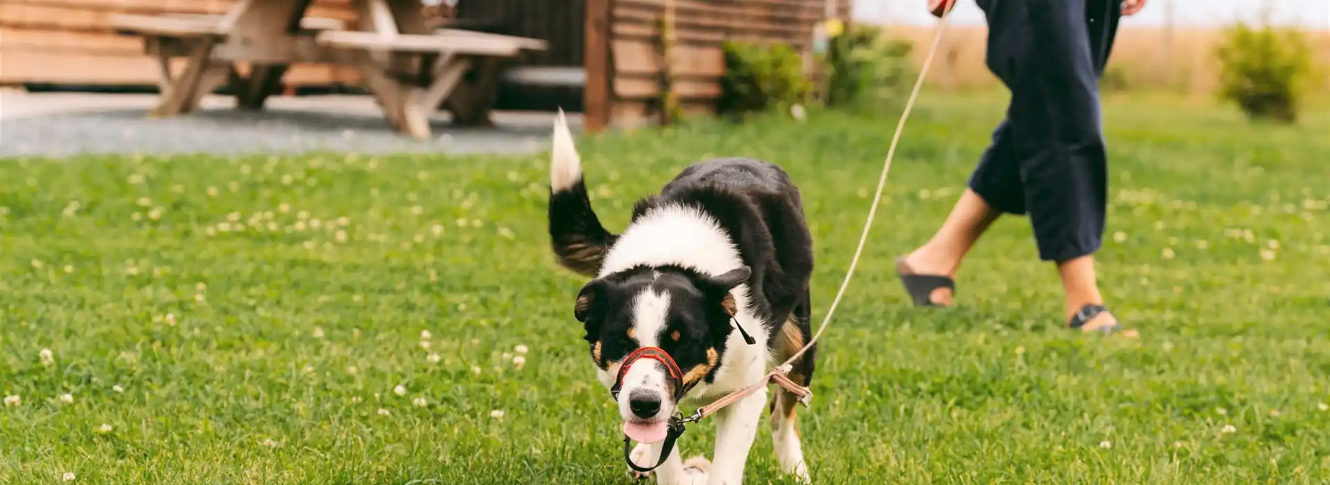 Dog friendly glamping with hot tubs in Yorkshire