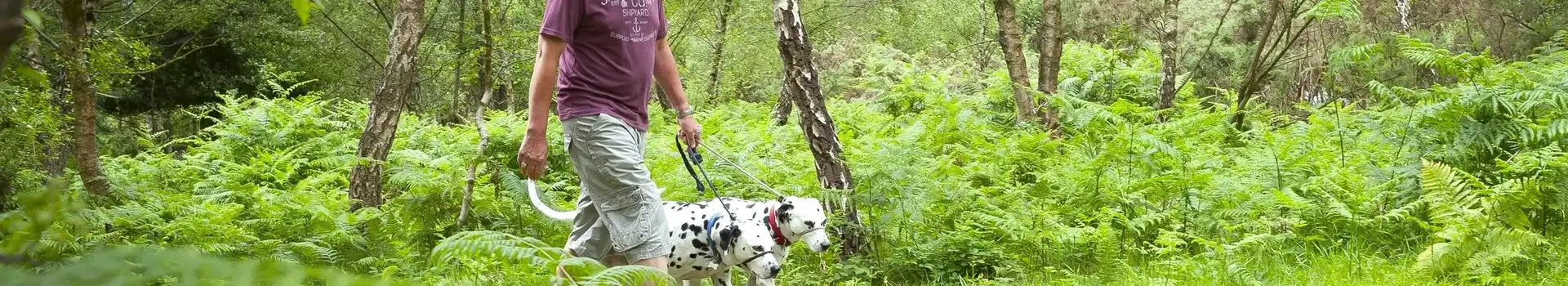 Dog friendly campsites in Hampshire
