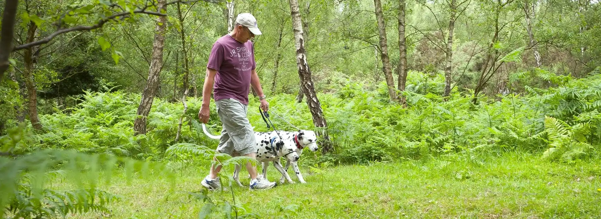 Dog friendly campsites in Hampshire