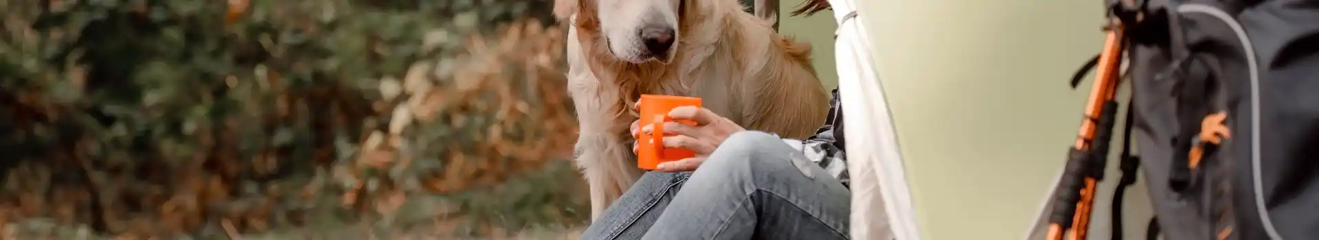 Dog friendly campsites in the Forest of Dean and Wye Valley