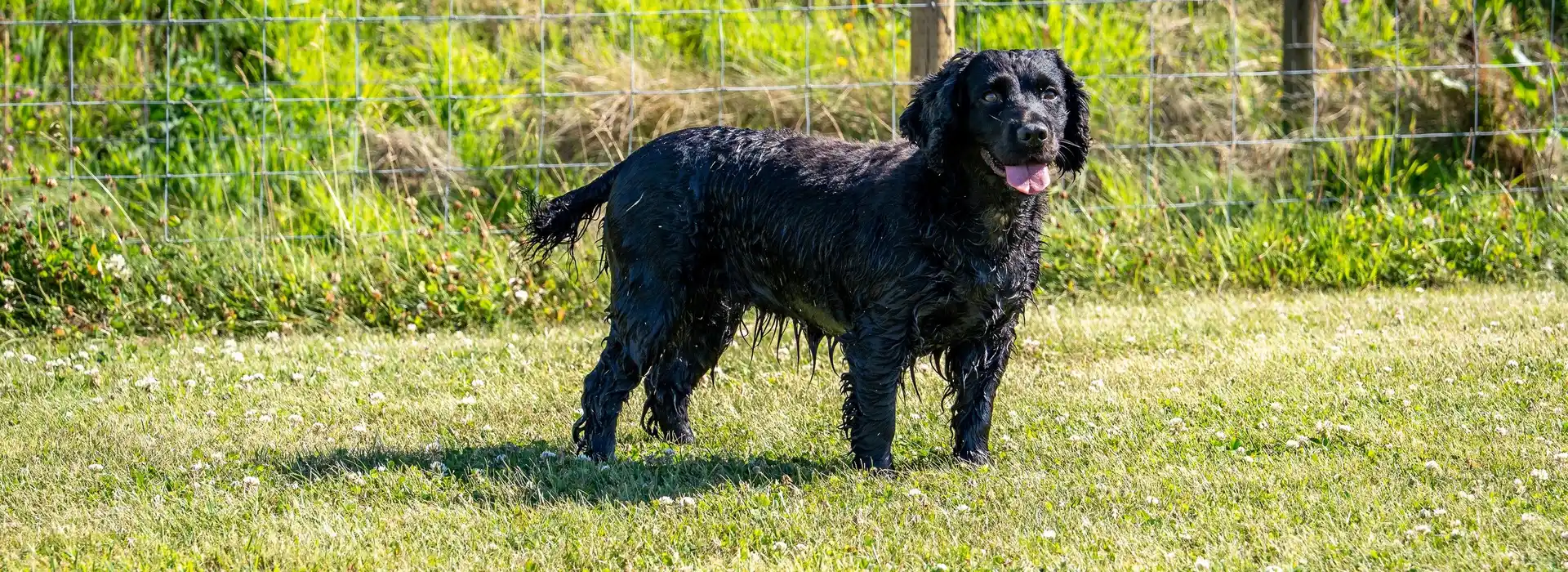 Dog friendly campsites in Devon