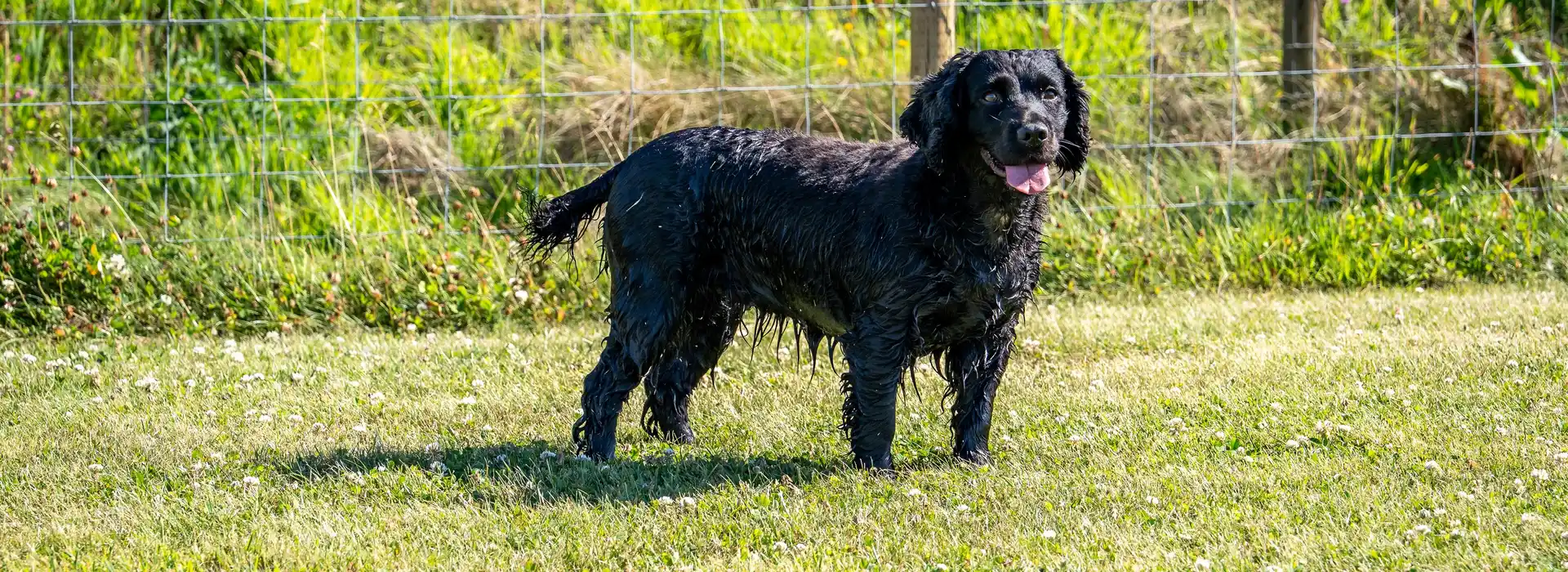 Dog friendly campervan and motorhome sites in Dorset