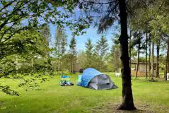 Non Electric Pitches at Newbourne Woodland Campsite