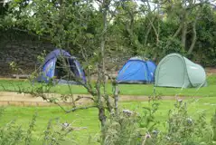 Grass Tent Pitches at Orchard Camping