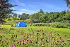 Non Electric Grass Pitches at Tyn Cornel Camping