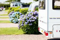 Electric Hardstanding Pitches at Wooda Farm Holiday Park