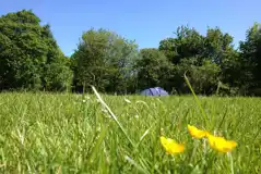 Grass Camping Field at Swattesfield Campsite