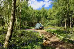 Wild Tent Pitches at Beech Estate Campsite