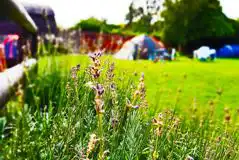 Grass Tent Pitches  at Colchester Country Park