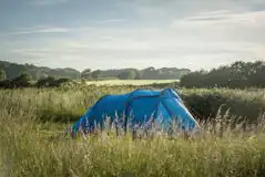 Woodland Clearings and Open Meadow Camping (Adult Only) at Blackberry Wood