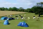 Non Electric Grass Tent Pitches at Burton Constable Holiday Park
