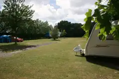 Grass Pitches at Cobbs Hill Farm Caravan and Camping Park