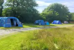 Electric Grass Pitches at Wild Meadow Camping