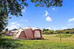 Non Electric Grass Tent Pitches at Cuckoo Fen Campsite