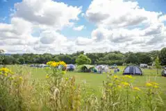 Deluxe Grass Tent Pitches at Swiss Farm Touring and Camping