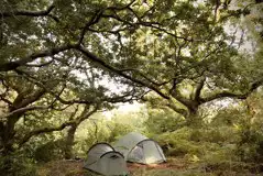 Woodland Tent Pitches at Cefn Coed