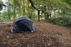 Woodland Pitches at Little Ropers Camping