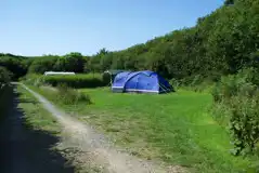 Non Electric Grass Pitches at Trellyn Woodland Camping