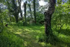 Woodland Grass Pitches at Ysgubor Wen Eco Camping