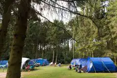 Non Electric Woodland Tent Pitches (The Dell) at Clippesby Hall