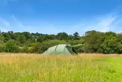 Wild Meadow Grass Pitches (Three Adults) at Crake Trees Manor