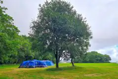Non Electric Grass Tent Pitches at Donkey Down Camping at Culliford Tree