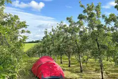 Non Electric Grass Tent Pitches at Orchard Lodge Camping