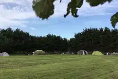 Electric Grass Tent Pitches at Jacksmere Camping