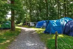 Optional Electric Woodland Pitches at Alpine Grove Touring Park