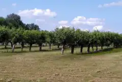 Non Electric Grass Tent Pitches at Frittenden Orchard