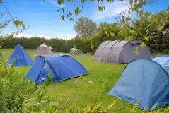 Grass Tent Pitches (Optional Electric) at Forest View