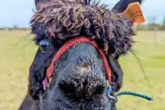 Non Electric Grass Tent Pitches With Alpacas at Grass Roots Caravan Glamping & Alpaca Trekking
