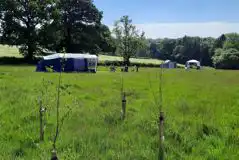 Non Electric Grass Tent Pitches (Meadow) at Birchwood Camping
