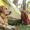 Dog friendly campsites