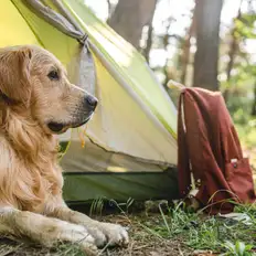Dog friendly campsites Dog friendly campsites