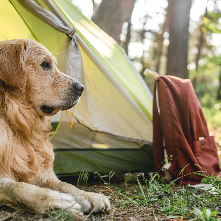Dog friendly campsites Dog friendly campsites