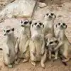 Meerkats at Longleat