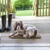 Dog friendly glamping