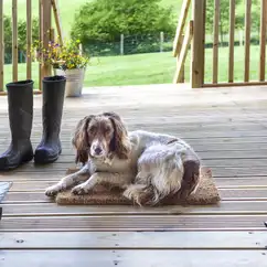 Dog friendly glamping