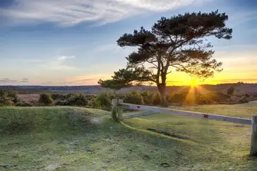 Campsites in the New Forest