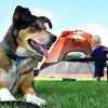 Dog friendly campsites in North Devon