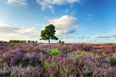 Best campsites in the New Forest