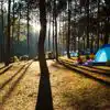Woodland and forest campsites