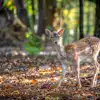 Glamping near Epping Forest