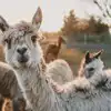 Alpaca camping in South West England