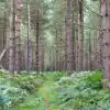 Rendlesham Forest