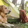 Adult only campsites that allow pets