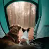 Dog friendly campsites in the Brecon Beacons