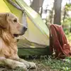 Dog friendly campsites in Snowdonia Dog friendly campsites in Snowdonia